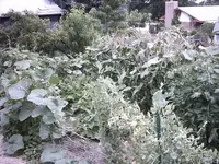 garden.webp