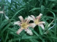 day lily.webp