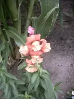 snap dragons.webp