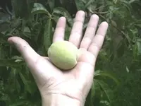peach.webp