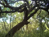 tree.rope.webp