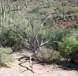 treasuretree1.webp