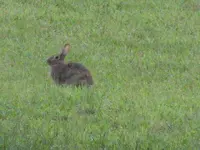 bunny, gold finch 003.webp