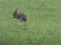 bunny, gold finch 004.webp