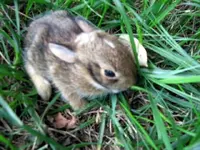 bunny, gold finch 001.webp