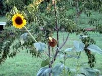 bunny, gold finch 005.webp