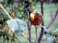 bunny, gold finch 006.webp