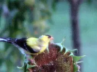 bunny, gold finch 007.webp