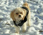 coat weather 1.webp