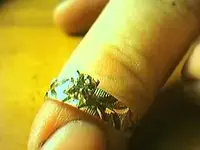 gold 20.webp