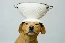 colanderdog.webp