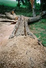 harvesting Pecan 7.webp