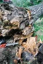 Harvesting Pecan 2.webp