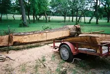 Harvesting Pecan 5.webp