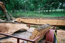 harvesting pecan 6.webp