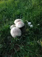 ImageUploadedByTreasureNet.com1445541520.450604.webp