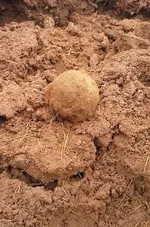 Grapeshot.webp