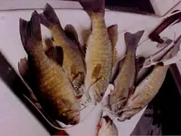 fishcatch2e.webp