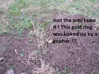 gold ring 002.webp