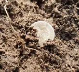 caprice seated half dime ground 1847.webp