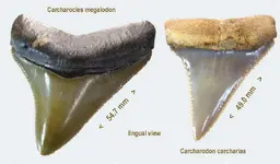 shark_meg_GW_lingual.webp shark_meg_GW_lingual.webp