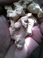 CAM00705.webp