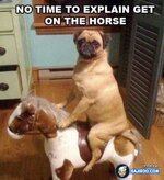funny-fun-dog-riding-stature-dog-pic-pics-images-photos-pictures-600x.jpg