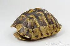 turtle-shell-17023411.webp