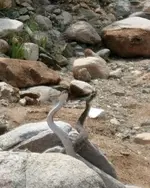 Rattlesnake 019.webp
