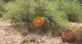 Golden orb.webp