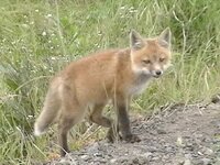 fox6.jpg