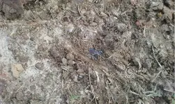ImageUploadedByTreasureNet.com1449105146.861668.webp
