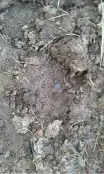 ImageUploadedByTreasureNet.com1449105164.196110.webp