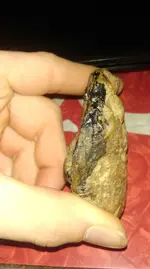 IMAG1022[1].webp