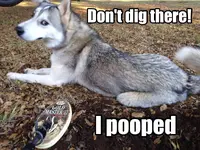 ImageUploadedByTreasureNet.com1448312192.720476.webp