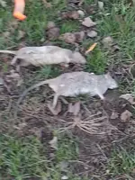 Rats.webp