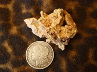 Gold Nugget 1.webp