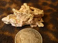 Gold Nugget 2.webp
