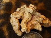 Gold Nugget 8.webp