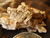 Gold Nugget 11.webp
