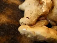 Gold Nugget 13.webp