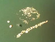 ImageUploadedByTreasureNet.com1448338249.119859.webp