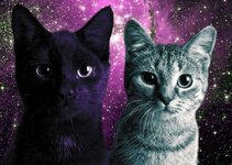 space-cats--large-msg-135516304806.jpg