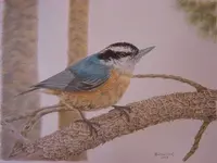 e-mail nuthatch 2.webp