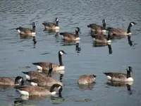 geese2.webp