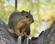 Red Squirrel 10-12-07.webp