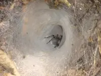 Spider tunnel.webp
