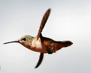 flying-south.webp