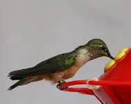 last-sip.webp