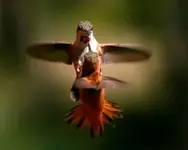 BEAK-TO-BEAK-COMBAT.webp